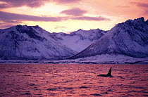 Male Killer whale {Orcinus orca} at surface, Tysfjord mountains, sunset, Autumn, Norway