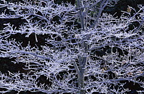 Frost on Black oak tree {Quercus sp.} Yosemite NP, California, USA