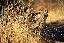Wild cat {Felis sylvestris} Spain