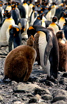 King penguin feeds chick {Aptenodytes patagoni} Gold Harbour, South Georgia
