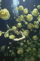 Diver amongst Mastigias jellyfish {Mastigias sp.}   Palau, Western Pacific Islands