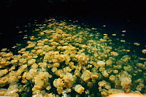 Mass of Mastigias jellyfish at surface Palau, Western Pacific Islands