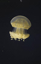 Mastigias jellyfish {Mastigias sp.} Palau, Western Pacific Islands