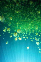 Mastigias jellyfish {Mastigias sp.} Palau, Western Pacific Islands