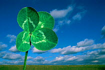 Four leaved clover - digitally manipulated image
