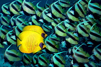 Golden / Masked butterfly fish with bannerfish shoal. Digitally manipulated image