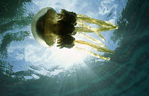Mastigias papua jellyfish {Mastigias papua} Palau, Western Pacific Islands