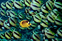 One Raccoon butterflyfish swims in opposite direction to shoal of bannerfish. Digitally manipulated image