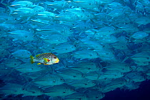 Lined sweetlips fish swims with shoal of Large-eyed jacks. Digitally manipulated image