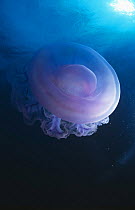Jellyfish (Cephea cephea) Micronesia, Pacific Ocean