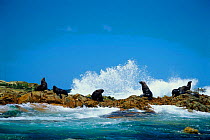 Afro-Australian fur seals on coast {Arctocephalus pusillus}, Dyer Island, Cape, South Africa