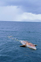Dead Grey whale entangled in fishing net {Eschrichtius robustus} Alaska