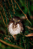 Pygmy owl, Italy, Europe
