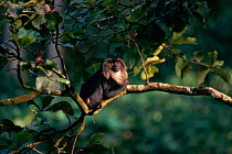 Liontail macaque in tree, Western Ghats, India