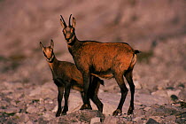 Chamois mother and kid, Alps, Europe