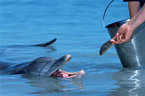 Feeding fish to Bottlenose dolphin {Tursiops truncatus} Monkey Mia, West Australia