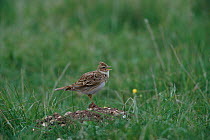 Skylark singing on ground {Alauda arvensis}, Wiltshire, England