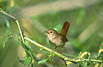 Nightingale singing {Luscinia megarhynchos}, Island of Lesvos, Greece