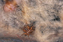 Bat fly {Penicillidia conspicua} amongst bat fur