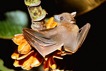 Rousette fruit bat feeding on wild bananas {Rousettus aegyptiacus} Papua New Guinea