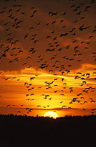 Silhouette of Pink footed geese {Anser fabalis brachyrhynchus} flying across sky at sunset, Norfolk, UK