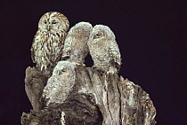Tawny owl adult {Strix aluco} with three juveniles on a tree trunk, UK
