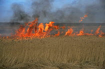 Controlled burning of reeds, Cley Nature Reserve, Norfolk, UK