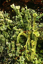 Pixie-cups lichen {Cladonia pyxidata} Michigan, USA