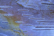 Close-up of bark of Paper Birch {Betula papyrifera} USA
