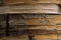 Bark of Yellow birch {Betula alleghaniensis} USA