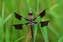 Common white dragonfly {Plathemis lydia} immature male, USA