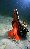 Horse conch moving on seabed Florida USA {Pleuroploca hunteria
