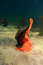 Horse conch on sea bed, Florida, USA