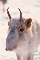 Saiga antelope immature male {Saiga tatarica}. Native to Kazakhstan steppe, Russia. Hunted for its horn. Endangered.