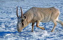 Saiga antelope male {Saiga tatarica} C Czech Republic native to Kazakhstan steppe,