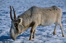Saiga antelope male {Saiga tatarica} native to Kazakhstan steppe, Russia. Winter. Endangered species - hunted almost to extinction for its horn, used in chinese medecine.