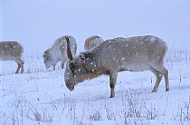 Saiga antelope in snow storm {Saiga tatarica} Endangered species native to Kazakhstan steppe, Russia - hunted for its horn used in Chinese medecine.l