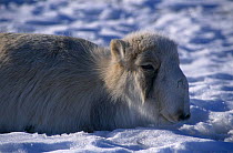Saiga antelope female {Saiga tatarica} resting in snow, captive, native to Kazakhstan steppe