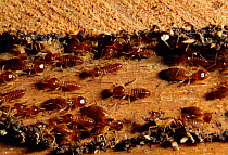 Termites excavating corridor in wood {Isoptera} Bunaken, Sulawesi, Indonesia