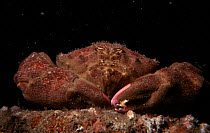 Sponge crab {Dromia personata} off Jersey, Channel Is, UK