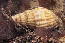 Netted dog whelk {Nassarius reticulatus}, Jersey, Channel Is, UK