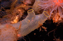 Sea squirt {Ciona intestinalis} Loch Linnhe, Scotland, UK