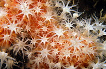 Red sea fingers coral (Alcyonium glomeratum) Sark, Channel Islands, UK