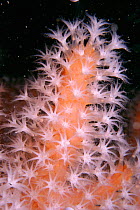 Red sea fingers coral {Alcyonium glomeratum} Sark, Channel Is, UK