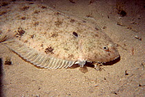 Dover sole fish on seabed {Solea solea} Jersey, Channel Is, UK