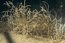 Sand mason worms (Lanice conchilega) Bouley Bay, Jersey, Channel Islands, UK