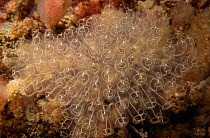 Light bulb sea squirts {Clavelina lepadiformis} Sark, Channel Is, UK