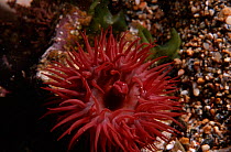 Beadlet anemone {Actinia equina} Jersey, Channel Is, UK