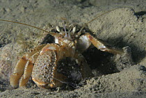 Common hermit crab {Pagurus barhardus} Jersey, Channel Is, UK St Catherines
