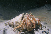 Common hermit crab {Pagurus barhardus} Jersey, Channel Is, UK